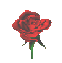 kleine Rose